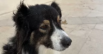 sandrine pet sitter à LA CHAPELLE DU BARD 38580