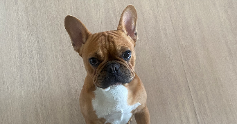 stéphanie pet sitter à LESQUIN 59810_6