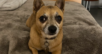coralie pet sitter à TOULOUSE 31000_2