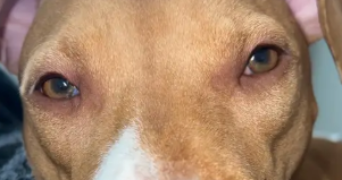 thibault pet sitter à CORBEIL ESSONNES 91100_1