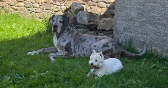 camille pet sitter à SOUFFELWEYERSHEIM 67460_2