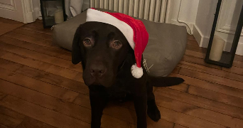 charlotte dog sitter à ISSY LES MOULINEAUX 92130_0
