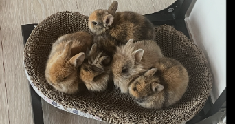 karine pet sitter à COLOMIERS 31770_1