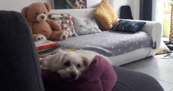 anne-sophie pet sitter à LA CHEVROLIERE 44118_6