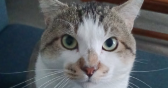 victoria pet sitter à ST BONNET LE COURREAU 42940_1