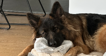 Ilona pet sitter à COULANGES LES NEVERS 58660_7