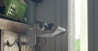 alexiane pet sitter à BOULOGNE BILLANCOURT 92100_2