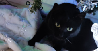 elora pet sitter à MONTIGNY LES METZ 57950_1