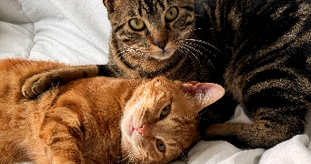lea pet sitter à THORIGNY SUR MARNE 77400_2