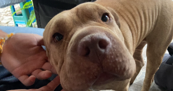lilou pet sitter à COUFOULEUX 81800_6