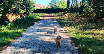 elodie pet sitter à MERIGNAC 33700_1