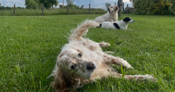 emma pet sitter à MONT ST AIGNAN 76130_3