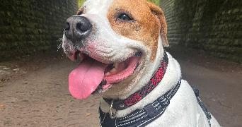 léna pet sitter à SEDAN 08200_0