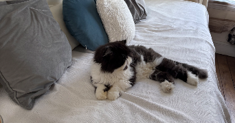 stella pet sitter à Paris  75015_9