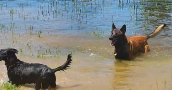 cassandra pet sitter à Rive de gier 42800_7
