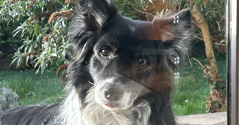 amélie pet sitter à ST MAUR DES FOSSES 94100_4