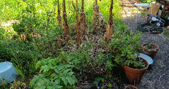 emmanuelle pet sitter à SOTTEVILLE LES ROUEN 76300_6