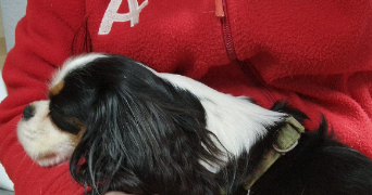 ambre pet sitter à ST PRIEST 69800_5