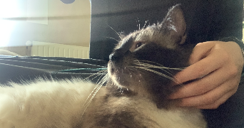 samm pet sitter à STRASBOURG 67000_9