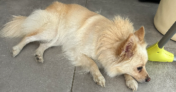 océane pet sitter à MAS GRENIER 82600_7