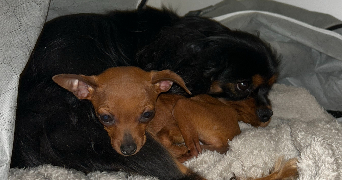 blandine pet sitter à Neuville sur Oise 95000_3