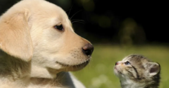 amandine pet sitter à COUCHEY 21160_1