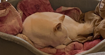 cyndia pet sitter à RENNES 35000_5