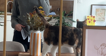 manon pet sitter à HAZEBROUCK 59190_1