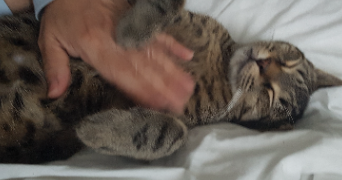 héléna cat sitter à ST MAUR DES FOSSES 94100_5