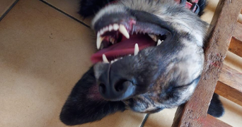 gregory pet sitter à STE MESME 78730_2