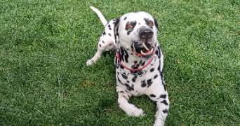 ingrid  pet sitter à THIANT 59224_8