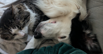 nadège dog sitter à FOSSEMAGNE 24210_2