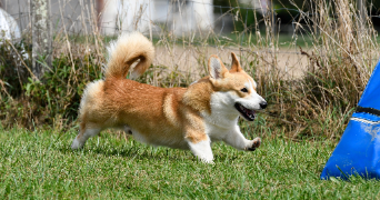 stéphanie pet sitter à AVREUIL 10130_3