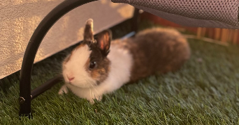 alice pet sitter à LA ROCHE SUR YON 85000_2