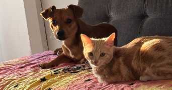 laurence pet sitter à AIX EN PROVENCE 13090_2