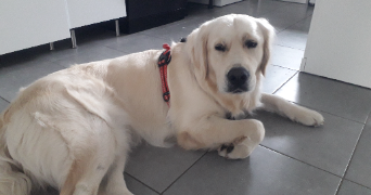 anne-sophie pet sitter à LA CHEVROLIERE 44118_10