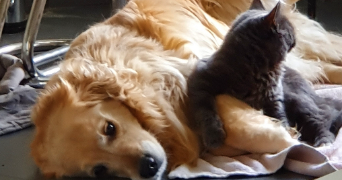 caroline pet sitter à HOUDEMONT 54180_4