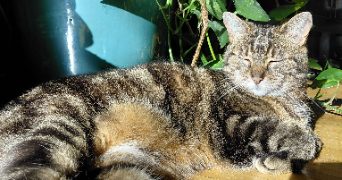 marine pet sitter à CHELLES 77500_6