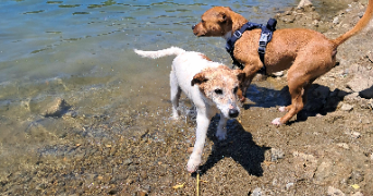 olivia pet sitter à FAYENCE 83440_4