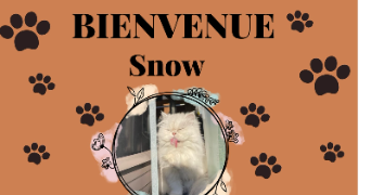 ingrid pet sitter à CHENNEVIERES SUR MARNE 94430_4