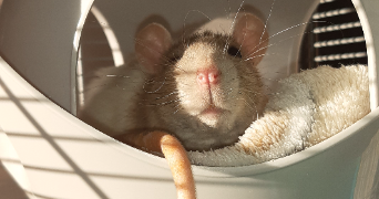 AUDREY pet sitter à VILLENNES SUR SEINE 78670_5