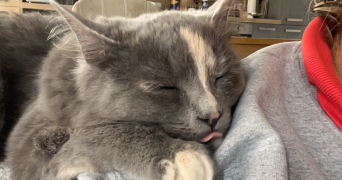 venise pet sitter à LAMBERSART 59130_4