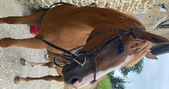 salomé pet sitter à RENNES 35000_2