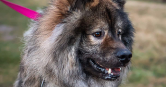 sanddy pet sitter à CRETEIL 94000_3