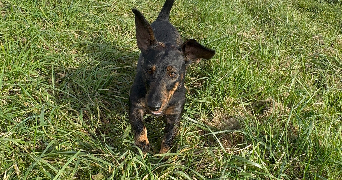 melanie pet sitter à LONGPERRIER 77230_5