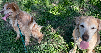 clara pet sitter à ANNECY 74960_2