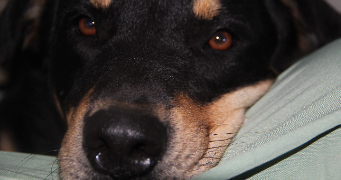 angelica pet sitter à ESVRES 37320_8