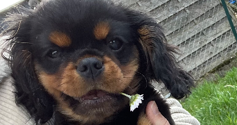 audrey pet sitter à MUNCHHOUSE 68740_1