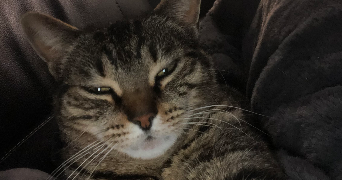 océane pet sitter à CESSON 77240_2