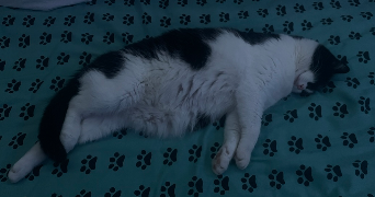 charlotte pet sitter à AIX LES BAINS 73100_1